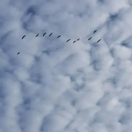 Au Calme Entre Pins Et Ocean بيت للعطل